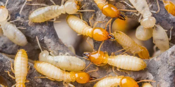 termite control service