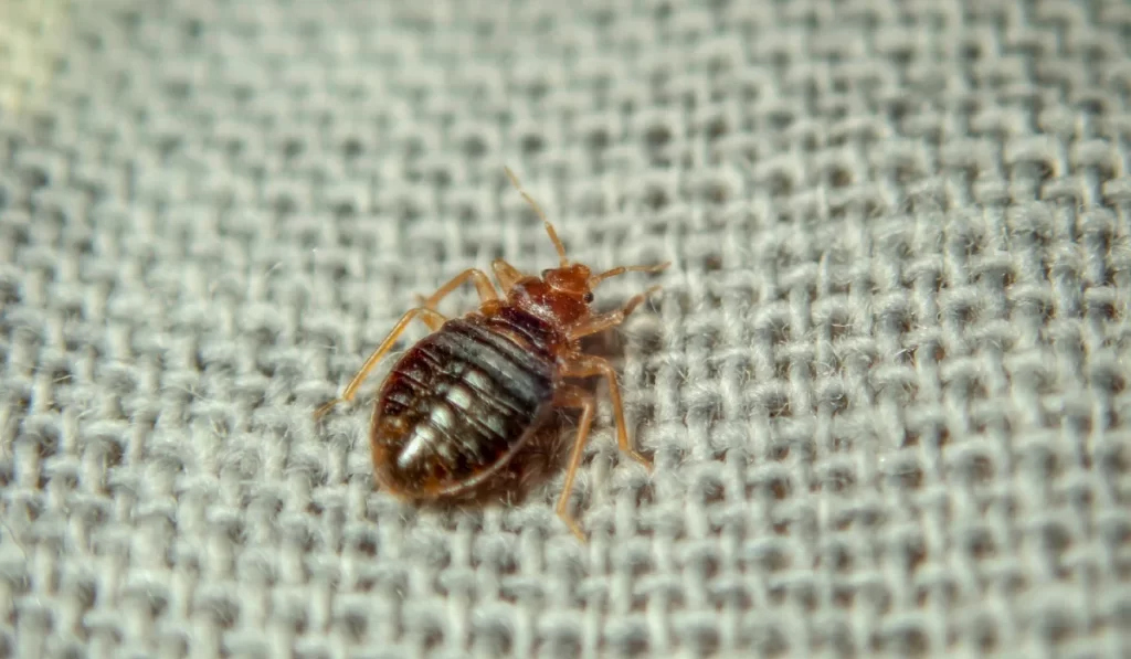 Bed bug crawling on the sheet