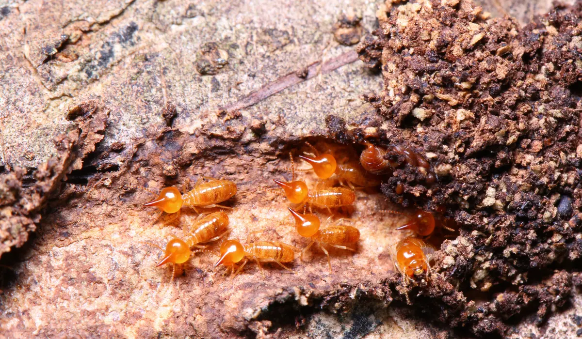 Dampwood Termites