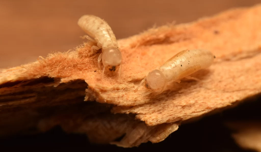 Drywood Termites