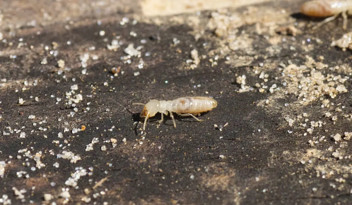 Eastern Subterranean Termites