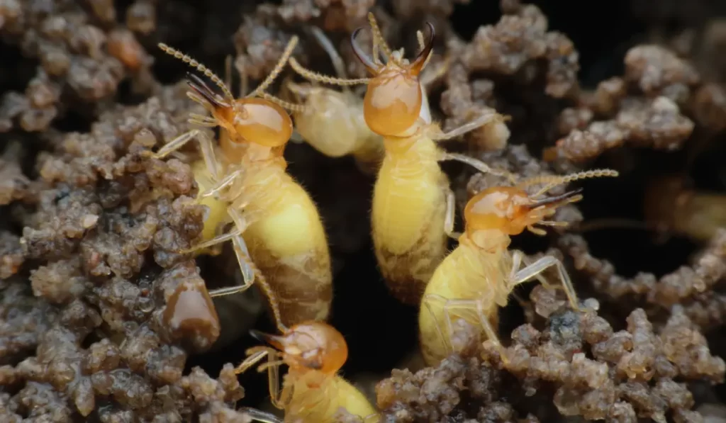 Formosan Termites