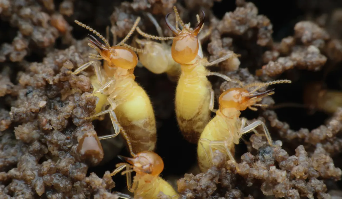 Termites