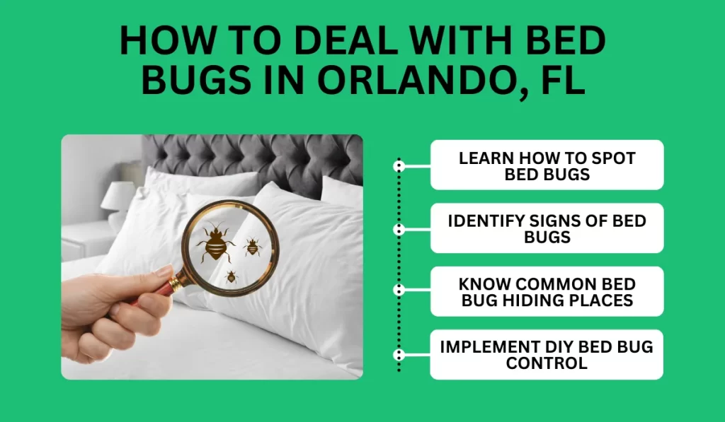 How to Deal with Bed Bugs In Orlando, FL