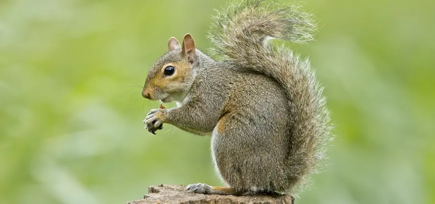 Squirrel inside a home property