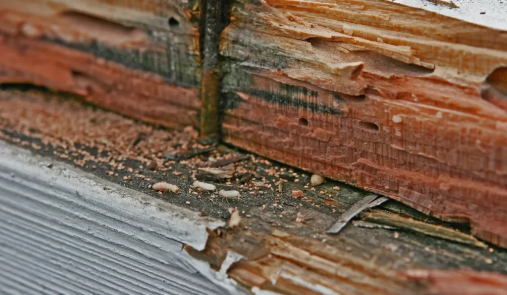 Termite Infestation andd wood damage