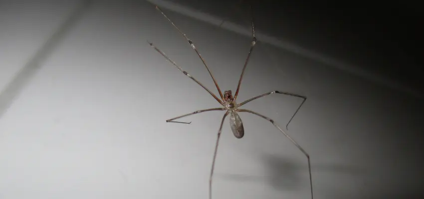 Scary cellar spider