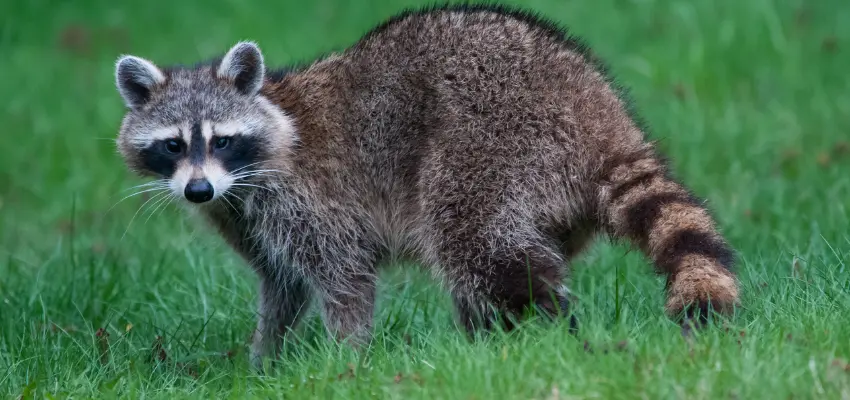 Raccoon Hanging Around