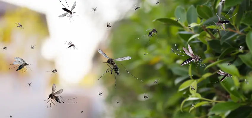 swarm of mosquito outdoor