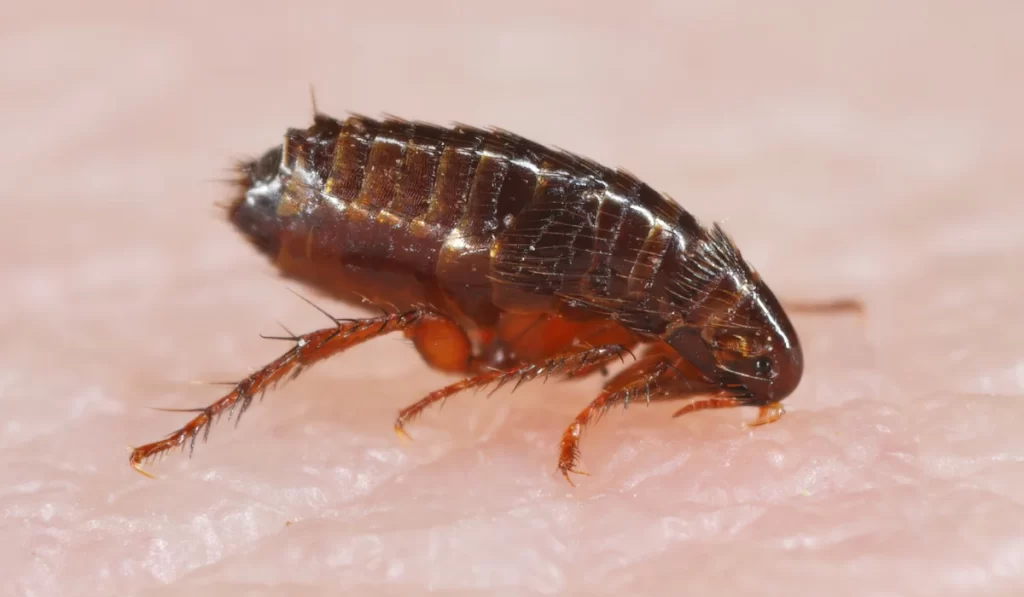 A flea biting on the skin of human