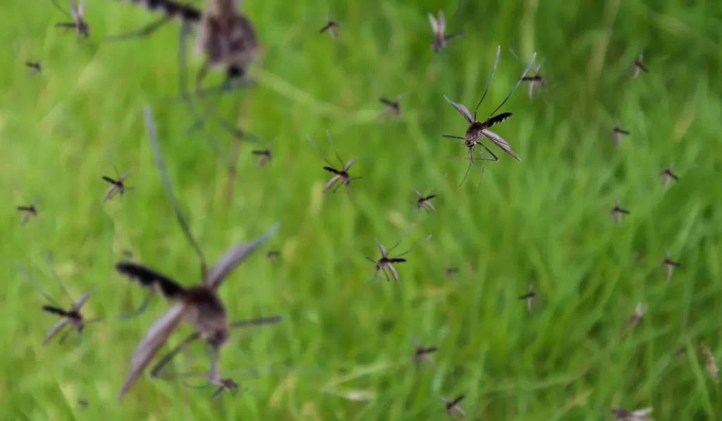 Many mosquitoes fly over green grass field