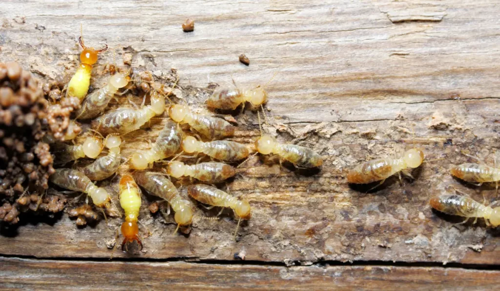 Termites on wood