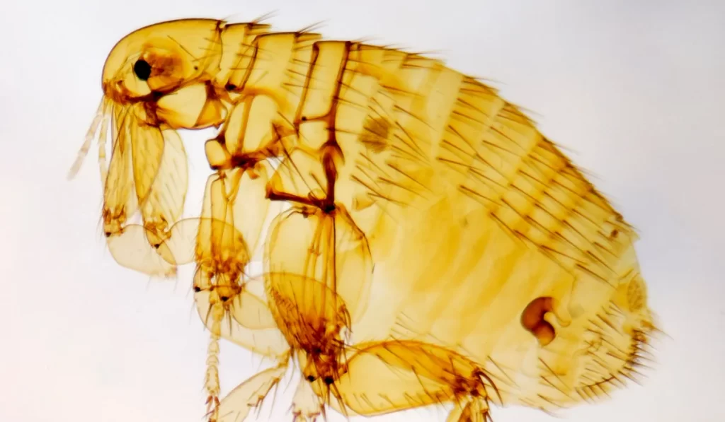 flea photographed under a microscope