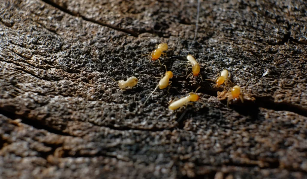 Dry-Wood Termites on the old wood rotting