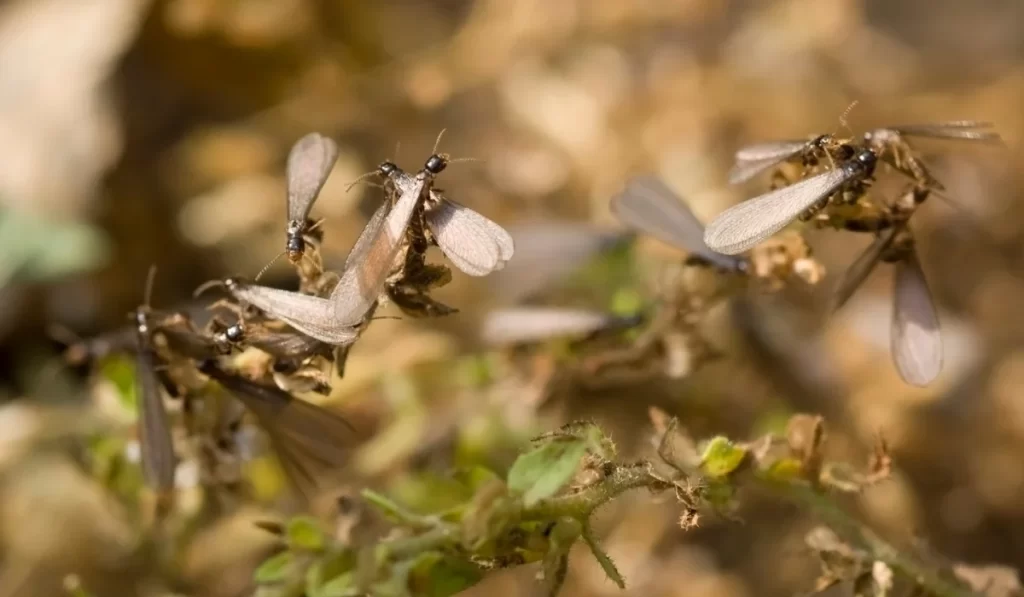 Swarming Termites