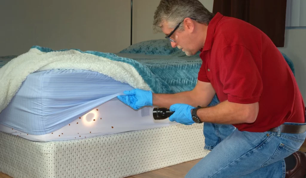 man inspecting infected mattress sheets and blanket bedding