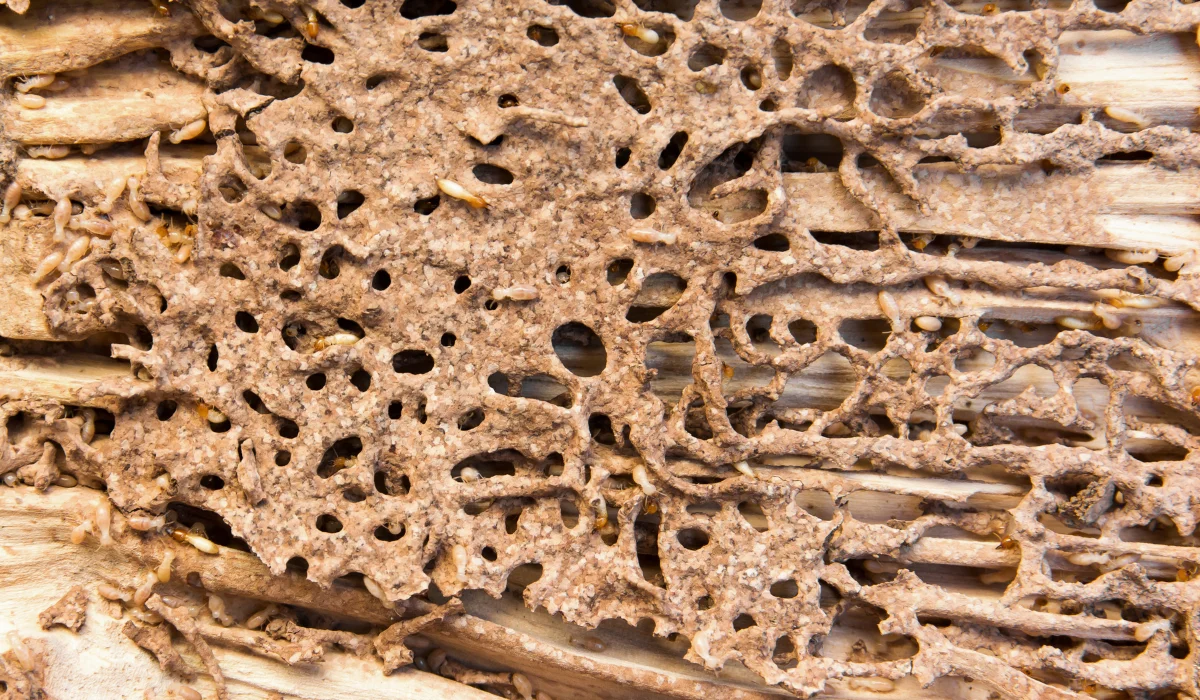 Termite Wood Damage