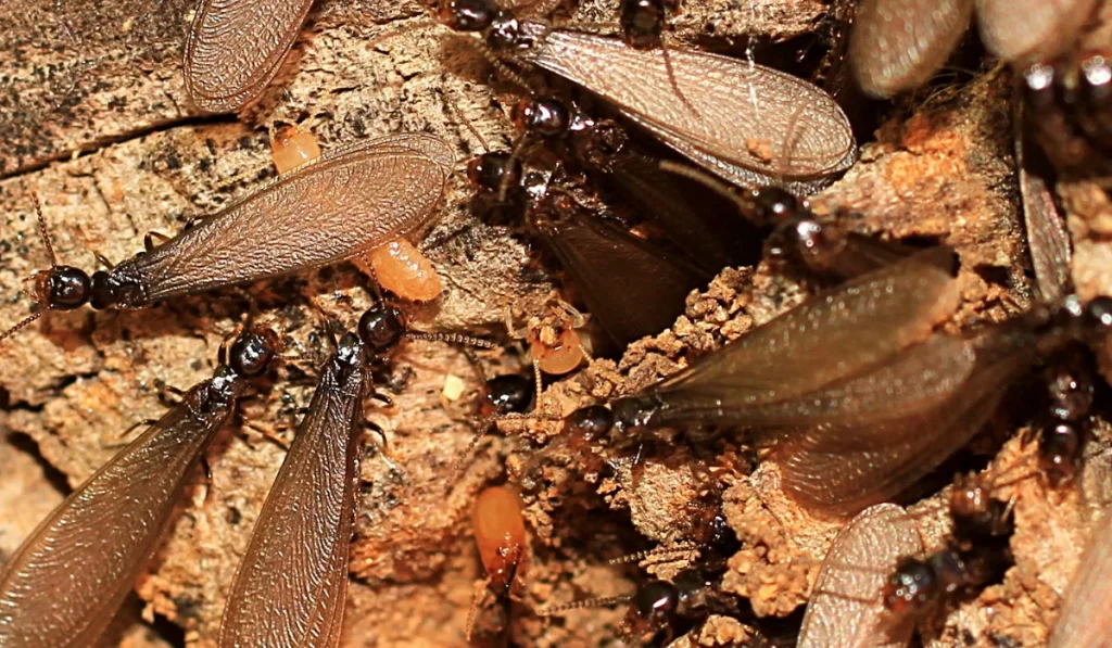 winged termites