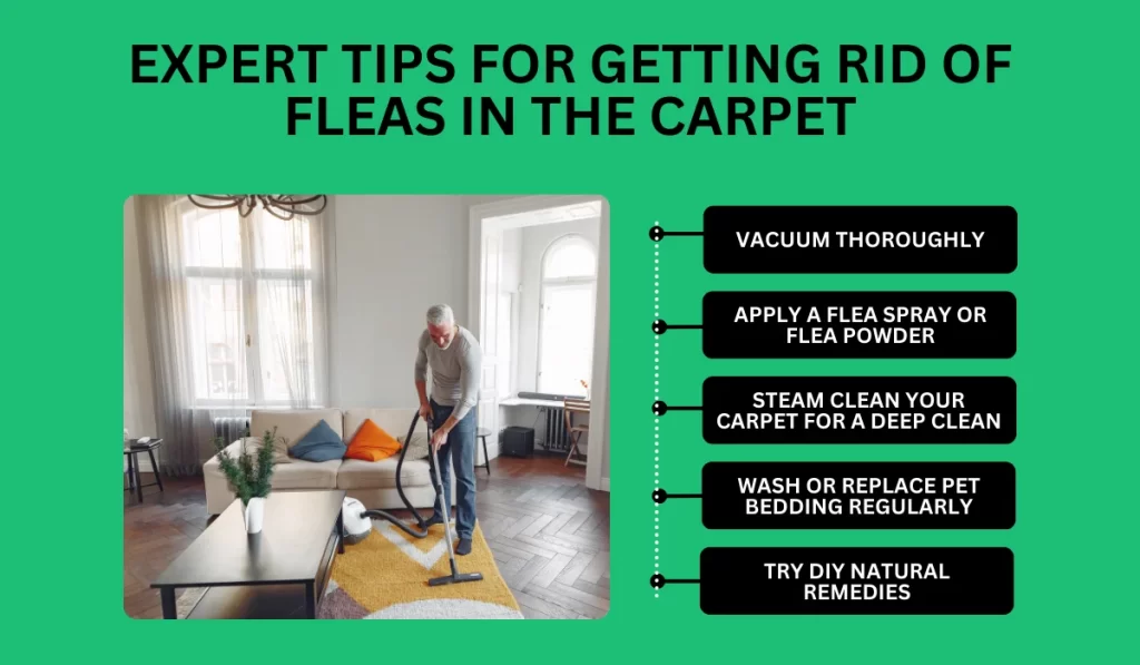 Expert Tips for Getting Rid of Fleas in the Carpet