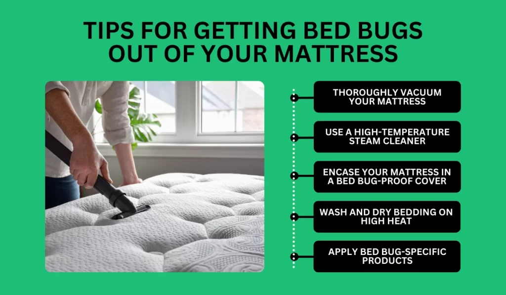 Tips for Getting Bed Bugs Out of Your Mattress