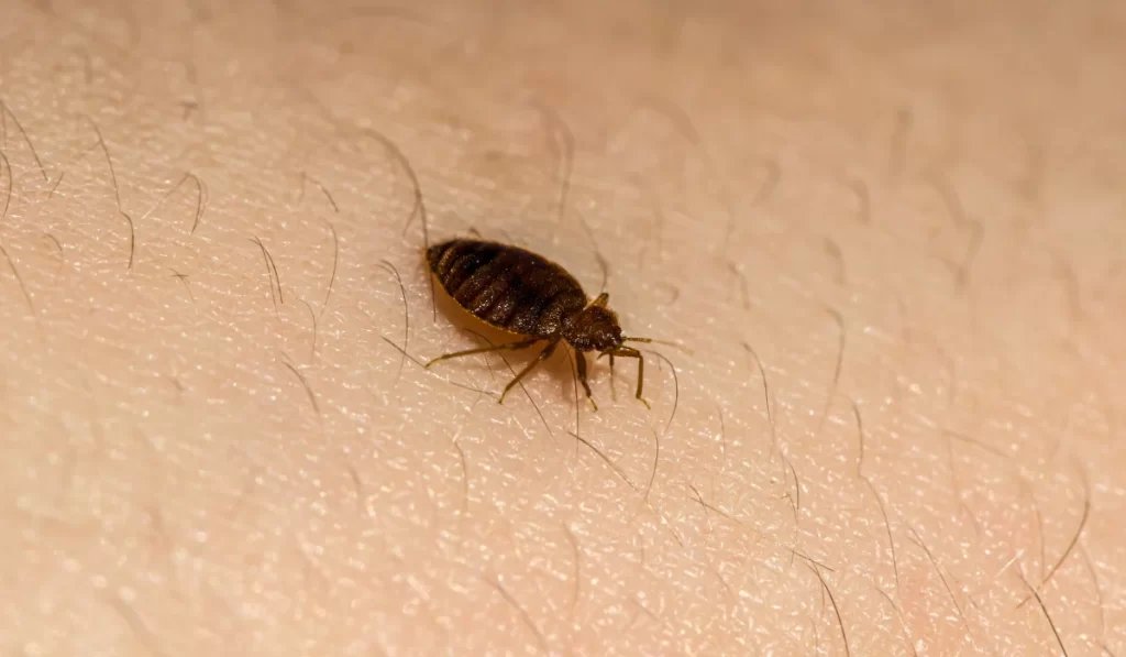 bed bug on skin