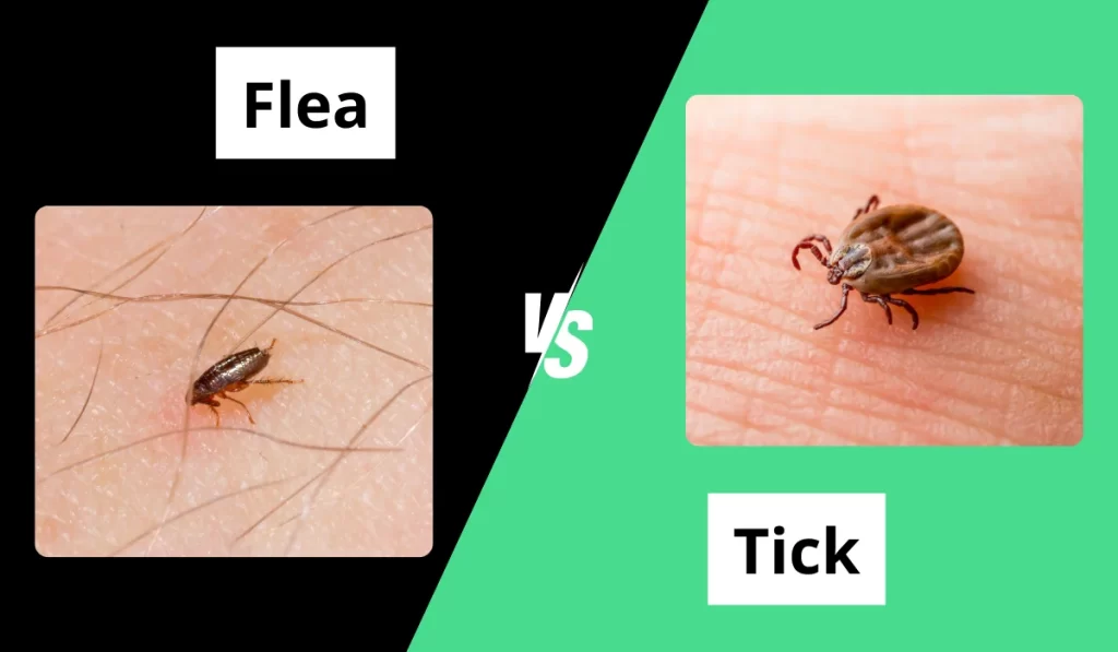 Fleas vs. Ticks: Key Differences