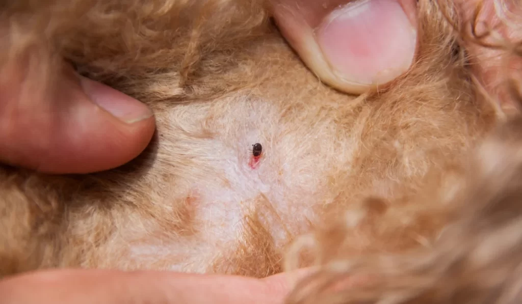 fleas infected on dog fur skin