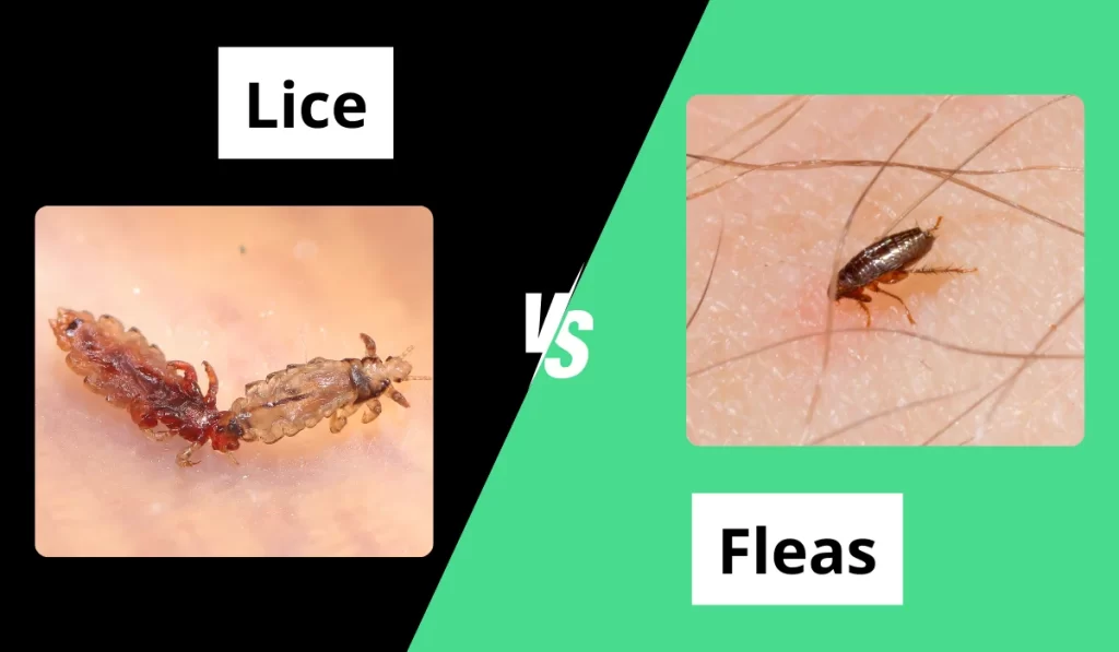 Lice vs. Fleas: Key Differences