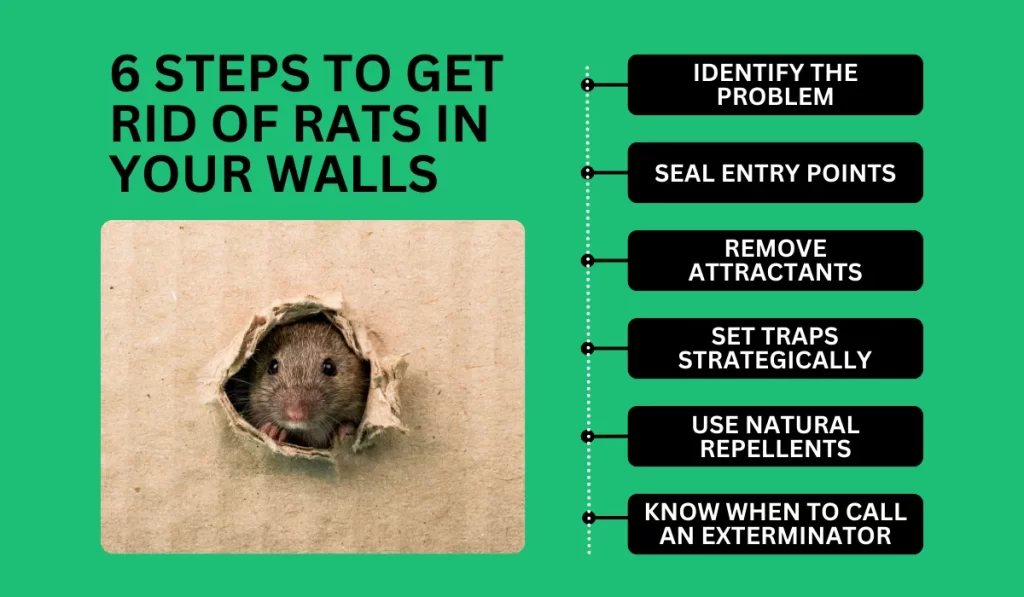 Steps to Get Rid of Rats in Your Walls