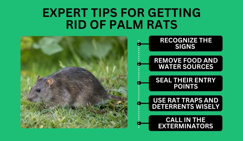 Tips for Getting Rid of Palm Rats