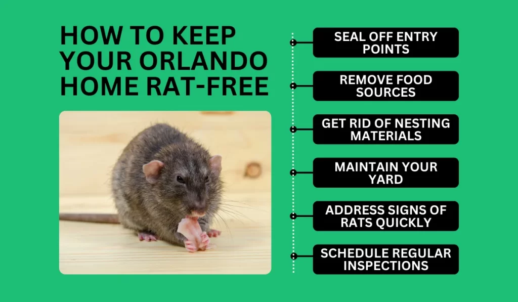 How to Keep Your Orlando Home Rat-Free