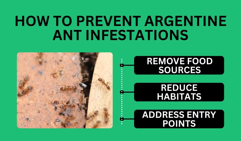 How to Prevent Argentine Ant Infestations