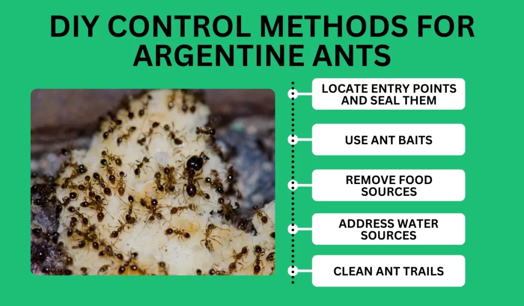 Diy control methods for argentine ants