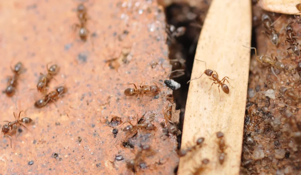 argentine ants