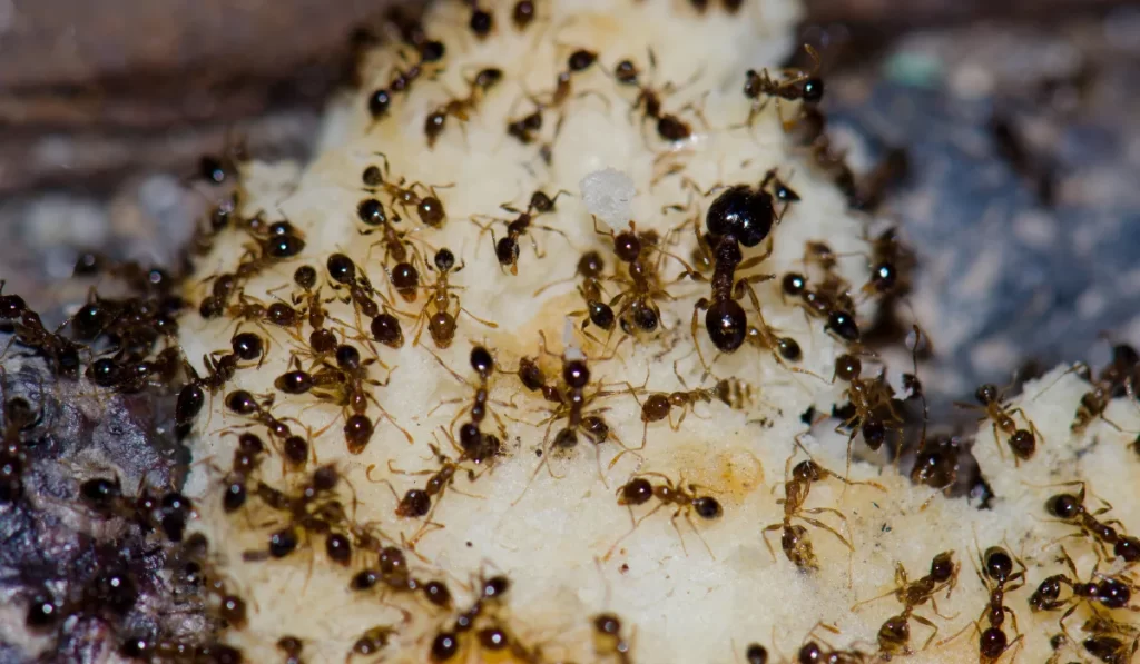 argentine ants infestation