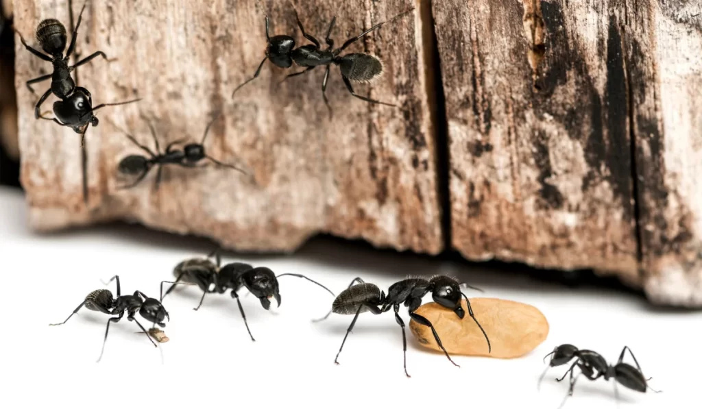 black carpenter ants