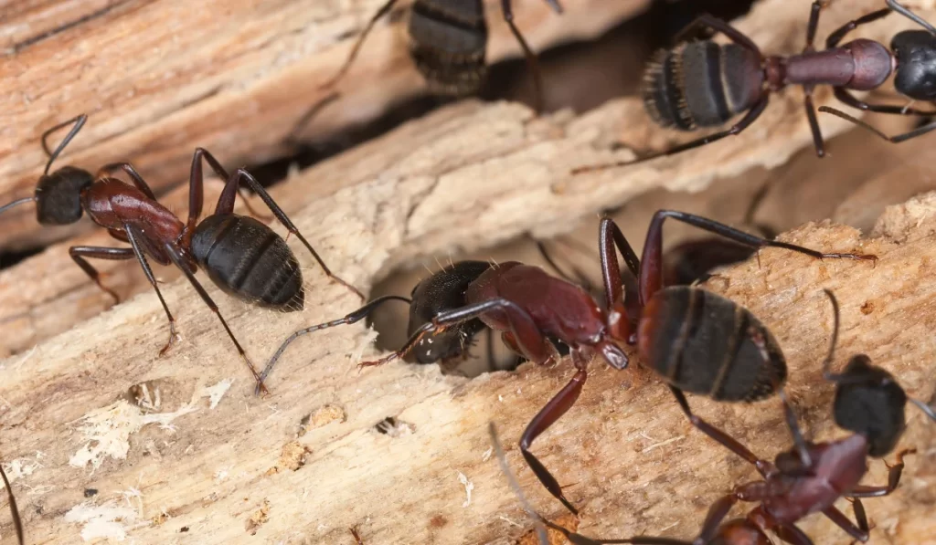 carpenter ants