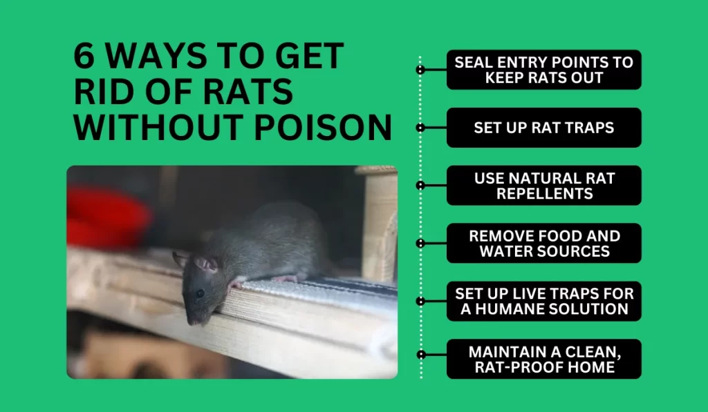 6 Ways to Get Rid of Rats Without Poison