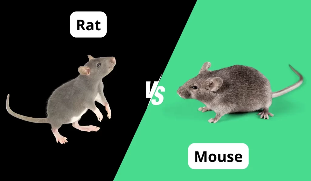 rat vs mouse comparison