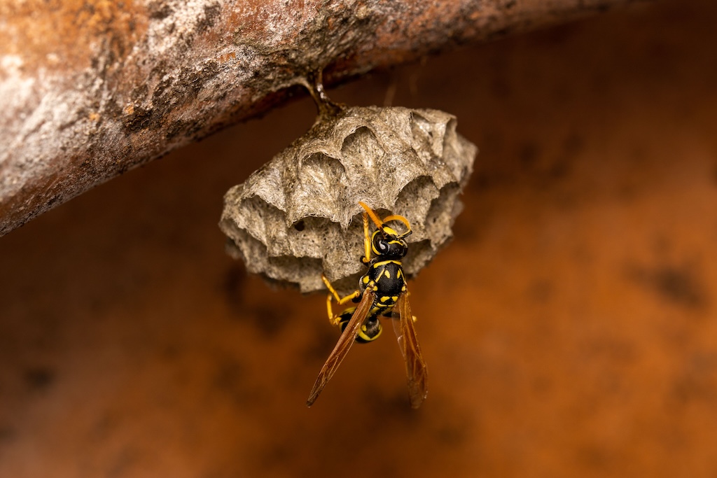 wasp control FL