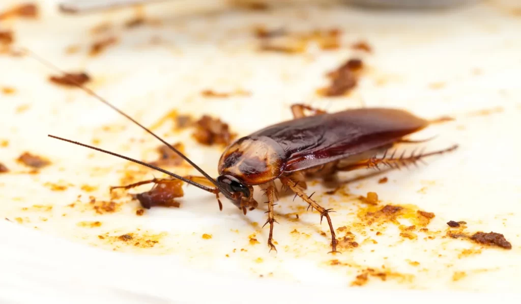 Cockroach