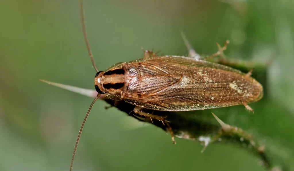 German Cockroach