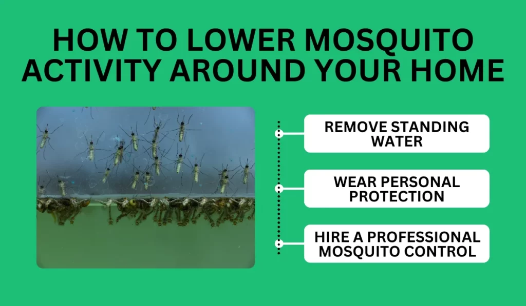 How to Lower Mosquito Activity Around Your Home