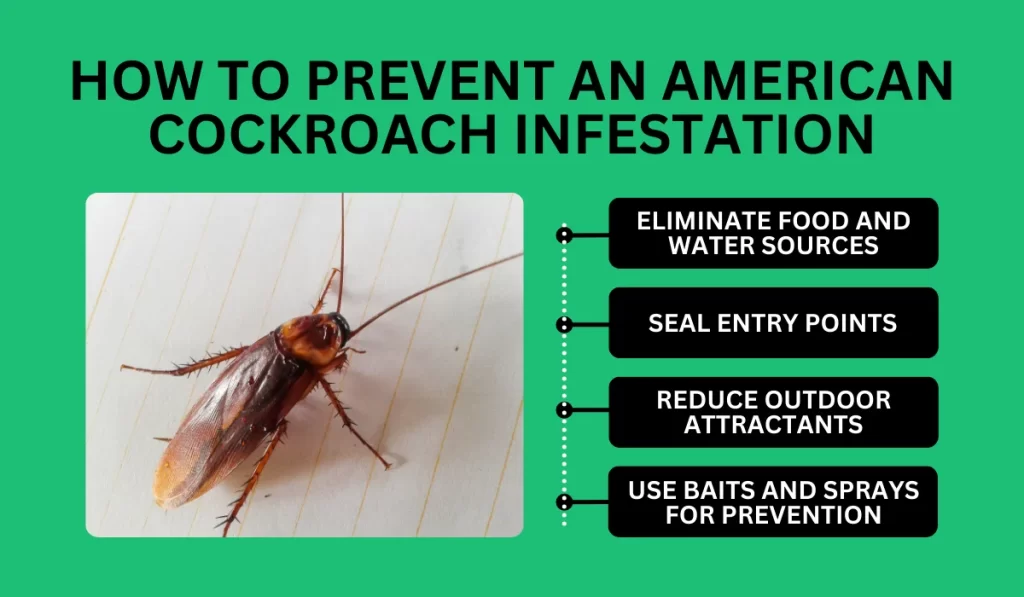 How to Prevent an American Cockroach Infestation