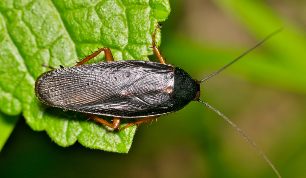 Smoky Brown Cockroach