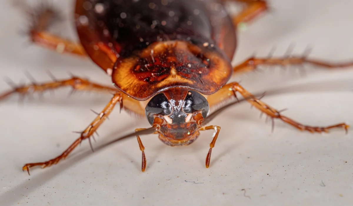 American Cockroaches