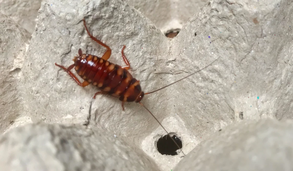 Brown-Banded Cockroaches