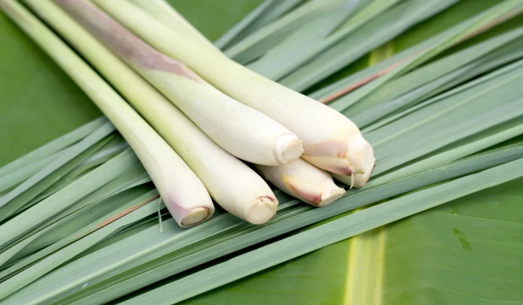 lemon grass