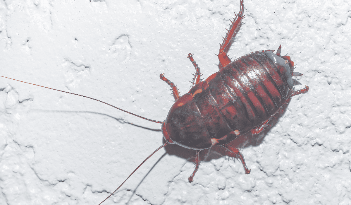 Florida Wood Roach