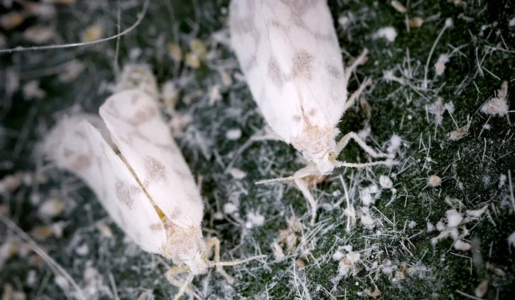 Whiteflies
